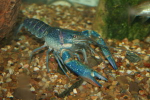 Cherax quadricarinatus-7827.jpg