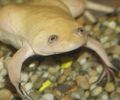 Xenopus laevis2.jpg