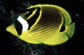 Chaetodon lunula25434.jpg