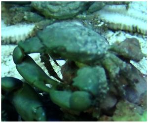 Green Emerald Crab