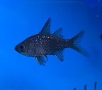 Sailfinglassfish.jpg