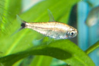 Brass Tetra.jpg