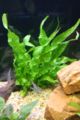 Java fern-9484.jpg