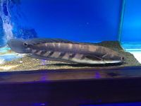 Bullseye Snakehead.jpg