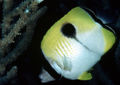 Chaetodon unimaculatus4573.jpg