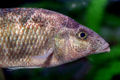 Nimbochromis linni.jpg