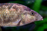 Nimbochromis linni.jpg