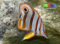 Copperbandbutterflyfish-6804.jpg