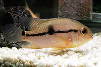 Aequidens tetramerus body pattern 2.jpg