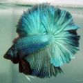 Rosetailbetta.jpg