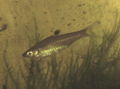 Rasbora dorsiocellata.jpg