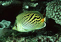 Chaetodon pelewensis3453.jpg