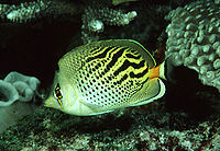 Chaetodon pelewensis3453.jpg