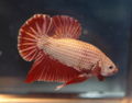 Trad PK Red dragon betta-2260.jpg