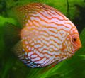 Blue discus.jpg