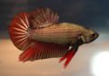 HMPK DragonBetta-7862.jpg