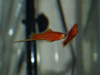 Swordtail2-89.jpg