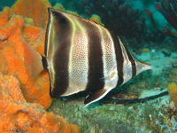 Chelmonops truncatus.jpg