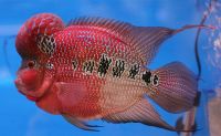 Flowerhorn.jpg