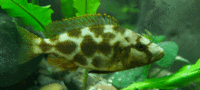 Nimbochromis livingstonii-juvenile.gif