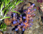 Acropora tortuosa-6770.jpg