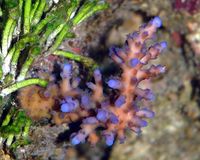 Acropora tortuosa-6770.jpg