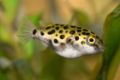 Green Spotted Puffer 1-4958.jpg