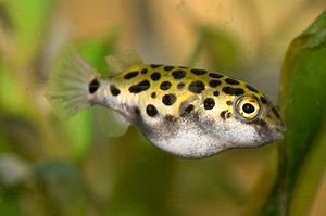 Green Spotted Puffer 1-4958.jpg