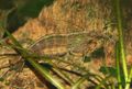 Caridina Japonica3.jpg