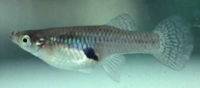 WesternMosquitofish.jpg