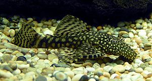 Bristlenose1.jpg