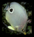 Foureyebutterflyfish-2652.jpg
