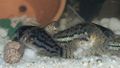 Corydoras schwartzi2.jpg