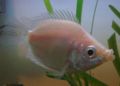 Kissing Gourami1.jpg