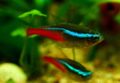 Neontetra657.jpg