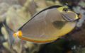 Orangespineunicornfish.jpg