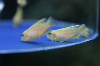 Cichlid Ocellatus Gold-9098.jpg