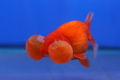 Goldfish Bubble Eye6873.jpg