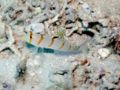 Randallgoby2.jpg