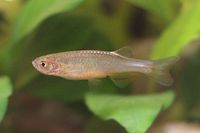 Danio roseus.jpg