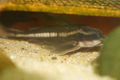 Platydoras armatulus.jpg