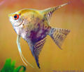 Pterophyllum scalare-smokey-7589.jpg