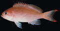 Pseudanthias hypselosoma4929.jpg