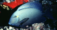 Acanthurus blochii38576.jpg