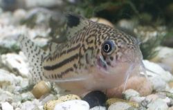 Leopard Cory