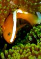 Amphiprion sandaracinos8573.jpg