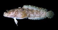 Freshwater lionfish discount