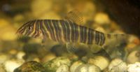 Botia Striata1.jpg