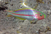 Klungzingers Wrasse-2845.jpg