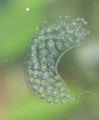 Ramshorn eggs1.jpg